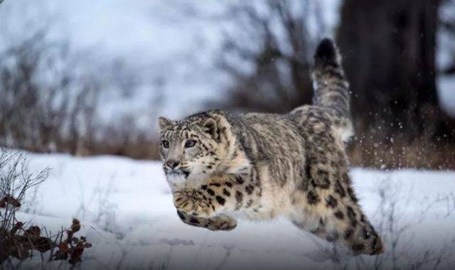 Saving the Snow Leopards in Gilgit-Baltistan