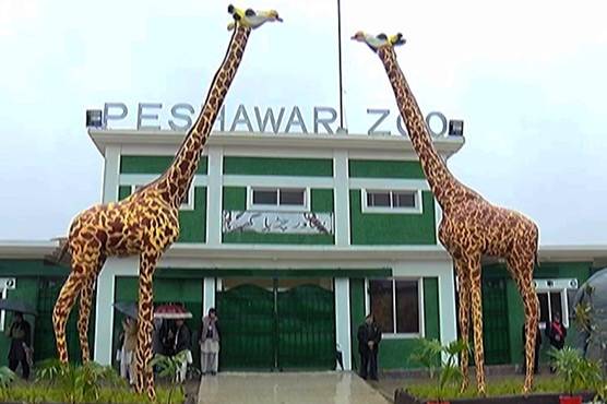 Poor Condition Of Peshawar Zoo