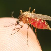 Malaria, a killer disease yet a huge public health challenge in Pakistan