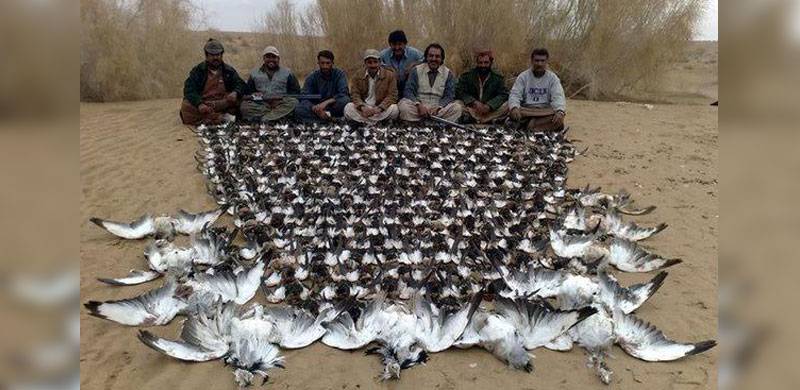 Hunting in Balochistan is damaging its ecosystem. But authorities don't care