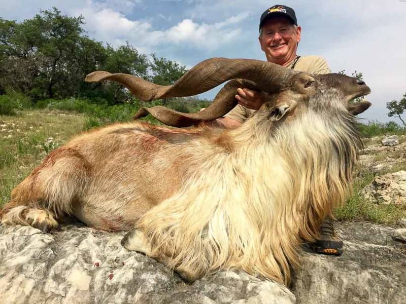 If hunting the Markhor is illegal, why does the hunting continue?