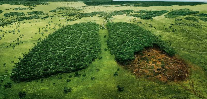 Deforestation is a very pressing matter in Pakistan