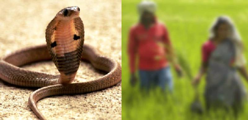 Man Bites Wife After Getting Bitten By Snake So They Die Together. Wife Survives