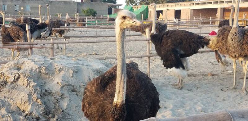 Lack Of Funds Grounds Ostrich Farming Industry Before It Could Even Take Off