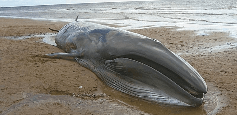 34-Foot-Long Whale Found Washed Ashore In Gwadar
