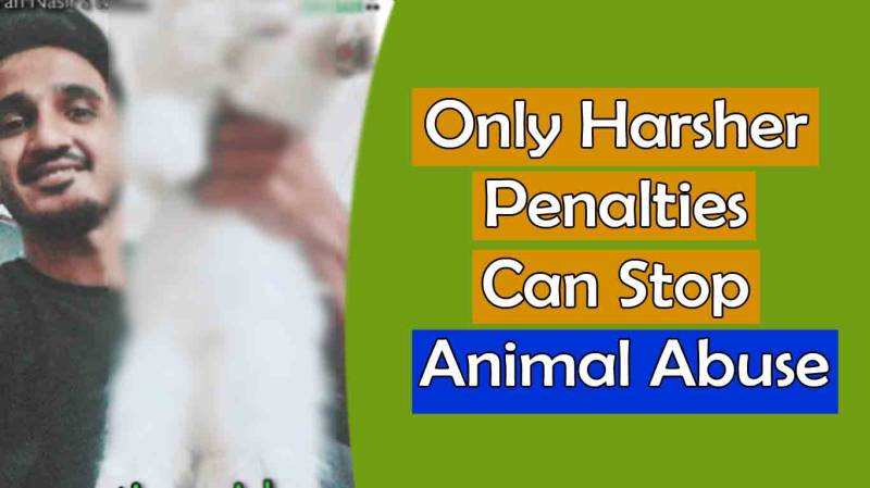 Only Harsher Penalties Can Stop Animal Abuse
