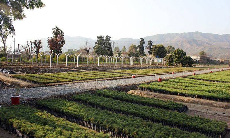 PTI Govt Lied About Planting 1 Bn Trees, Parliamentary Committee Confirms