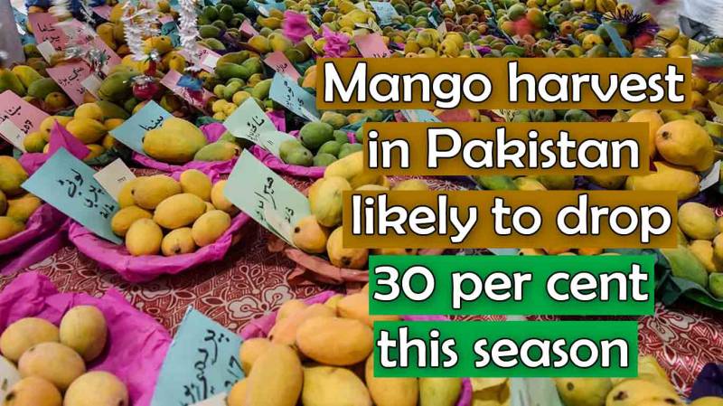 Mango harvest in Pakistan is likely to drop 30 per cent this season