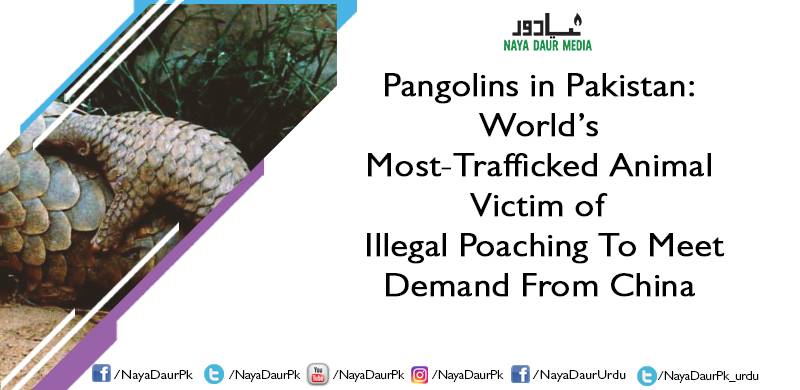 Pangolins in Pakistan: World's Most-Trafficked Animal Victim of Illegal Poaching To Meet Demand From China
