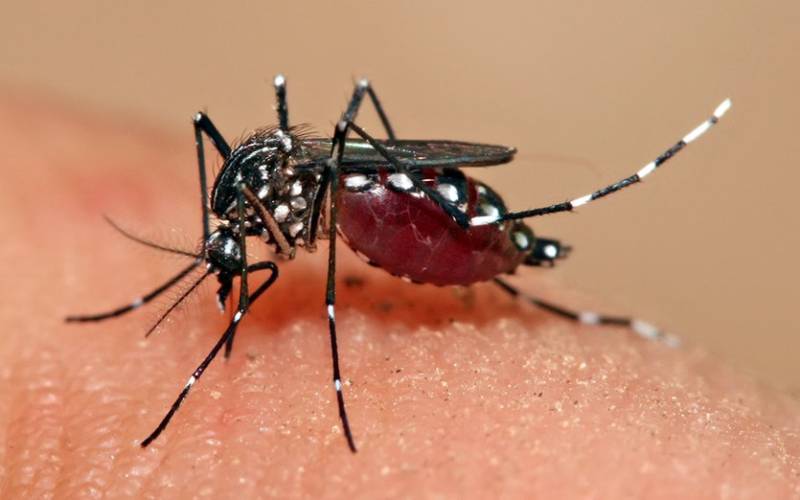 New SoP Issued as Dengue Scare Re-emerges