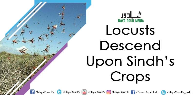 Locusts Descend Upon Sindh's Crops