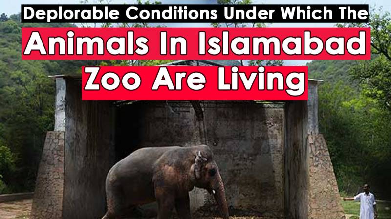 Deplorable Conditions Under Which The Animals In Islamabad Zoo Are Living