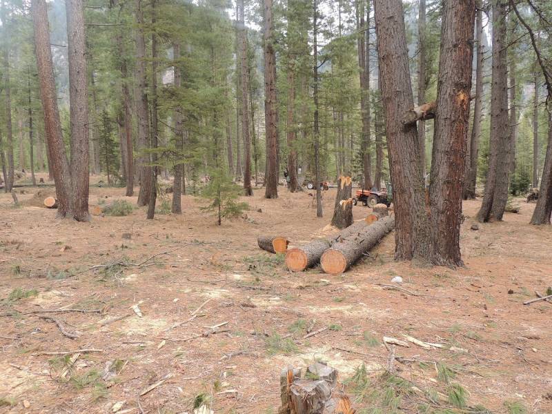200 Hectares Of Forest Area Affected This Year In Khyber Pakhtunkhwa