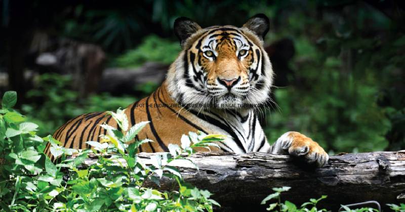 Rapid Growth In Population: India Now Has 2,967 Royal Bengal Tigers