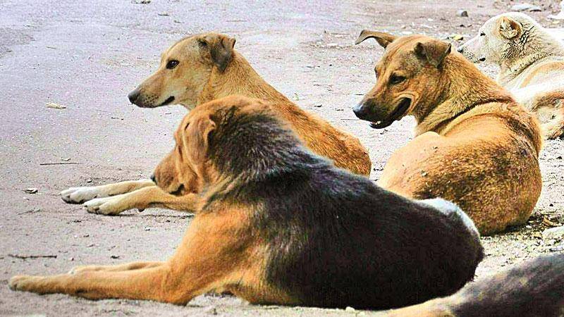 Resolution To Export Stray Dogs Tabled In Sindh Assembly To Check Dog Population