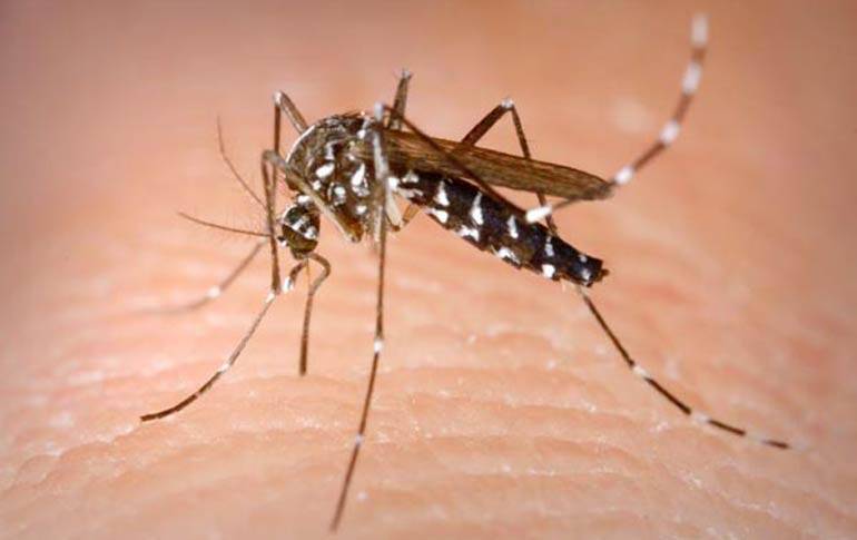 War On Dengue Need Of The Hour: KP Health Director