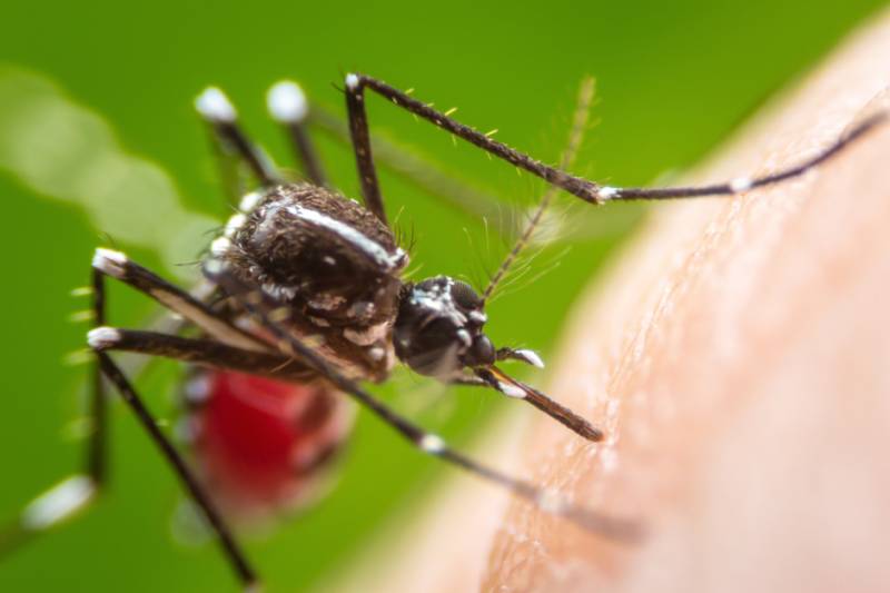 Karachi Worst Affected As Dengue Crisis Hits Pakistan