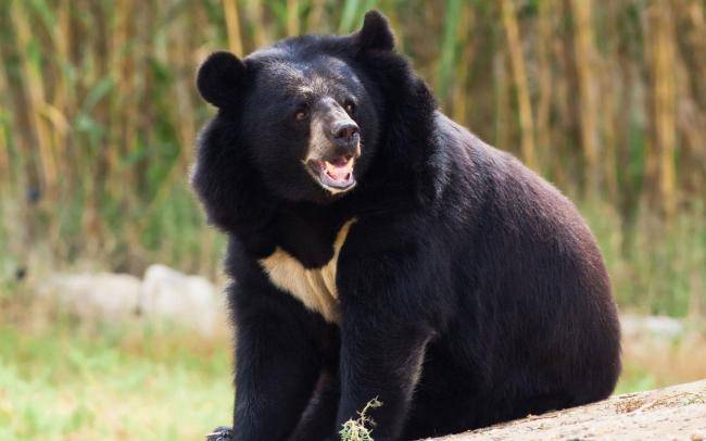 Asian Black Bear Goes Missing From Peshawar Zoo
