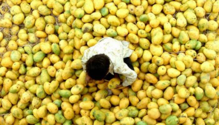 Mango Exports Fetch $80 Million In Ongoing Season