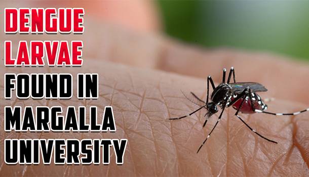 Dengue Larvae Found In Margalla University, Students Suffer As Principal Fails To Acknowledge Problem