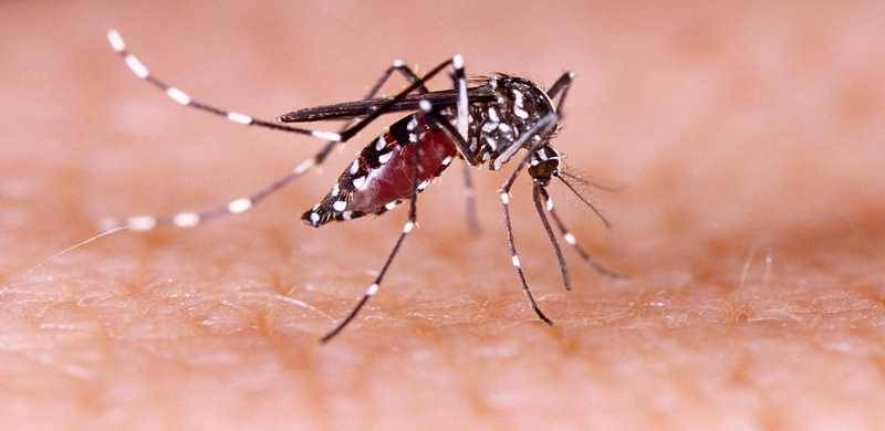 Newly-Wed Youth Succumbs To Dengue Fever In Peshawar