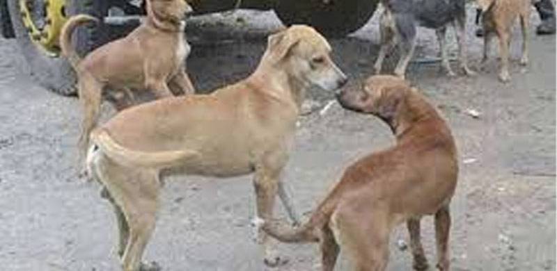 Over 80% Hospitals In Punjab Without Anti-Rabies Virus