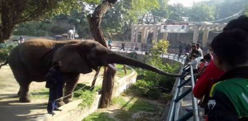 At Lahore Zoo, Animals Are Subjected To Gross Mistreatment