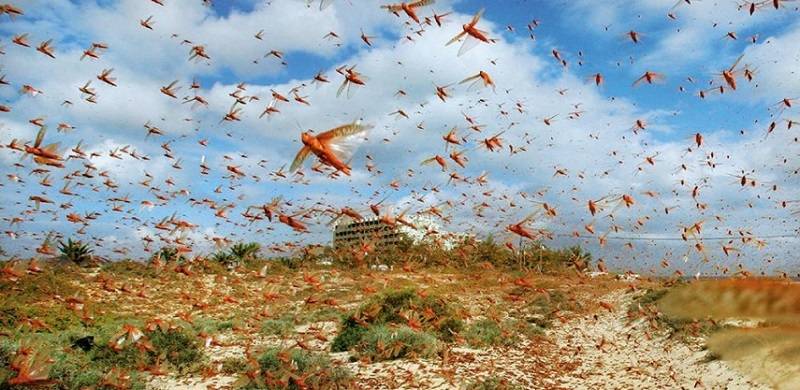 Balochistan Prepares To Fight Locust Invasion