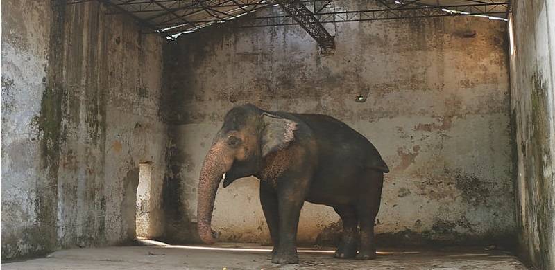 Win For Elephant: Islamabad High Court Orders Zoo To Give Up Animals
