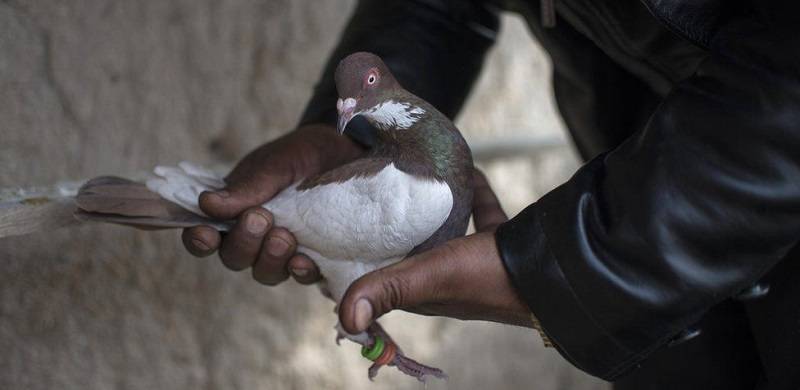 Indian Authorities Report Capture Of Pigeon Suspected Of Being Pakistani Spy
