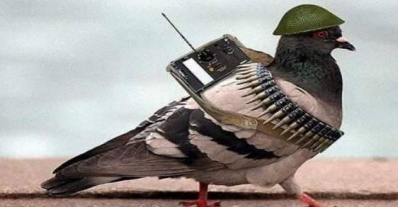 ‘My Bird Is Not A Terrorist’: Owner Of ‘Spy Pigeon’ Rubbishes Indian Claims