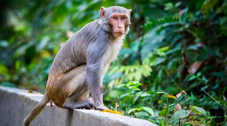 Monkeys Run Away After Snatching Coronavirus Patients' Blood Samples