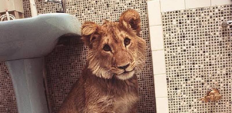 2 Young Lions Rescued From Bathroom By Wildlife Department In Multan
