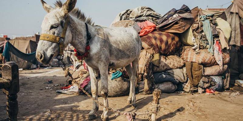 Pakistan Witnesses Increase In Donkey Livestock: Survey Report 