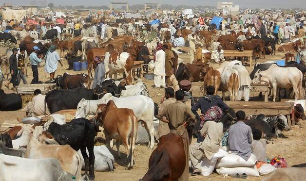Sindh Decides To Ban Cattle Markets On Eid