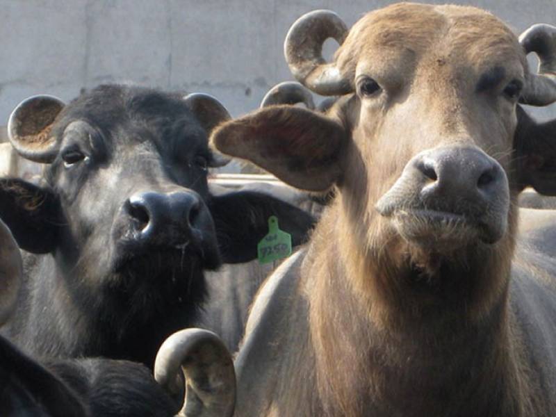 Pakistani Businessman In Malaysia Fined 8 Buffaloes For Insulting Indigenous Groups