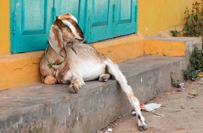 Goat ‘Arrested’ For Not Wearing Mask In India