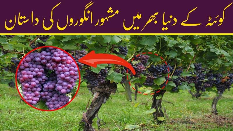 Quetta's World Famous Grapes