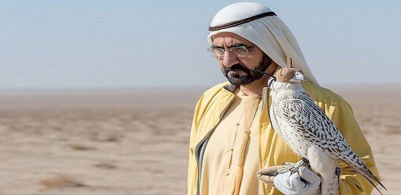Pakistan Allows Dubai Ruler To 'Export' 150 Falcons Of Rare Species