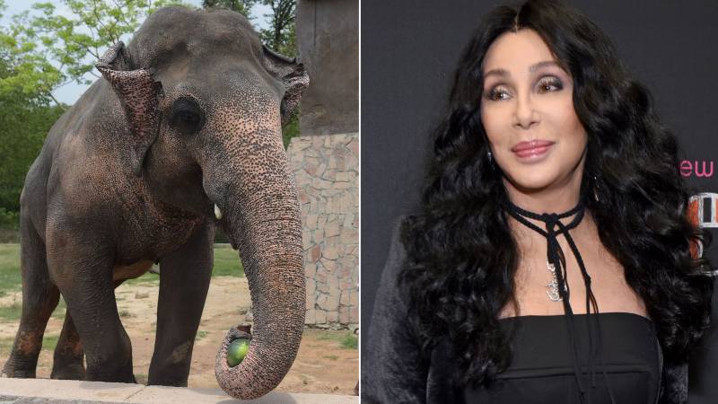 Cher In Pakistan to Bid Kaavan Farewell Before Its Relocation To Cambodia