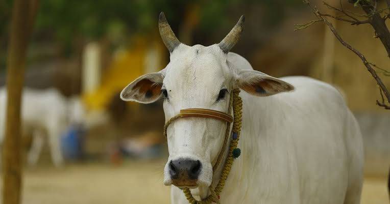 Indian Govt Launches Exam On ‘Cow Science’