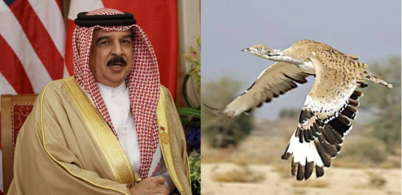 Gulf Rulers To Visit Pakistan To Hunt The Vulnerable Houbara Bustard