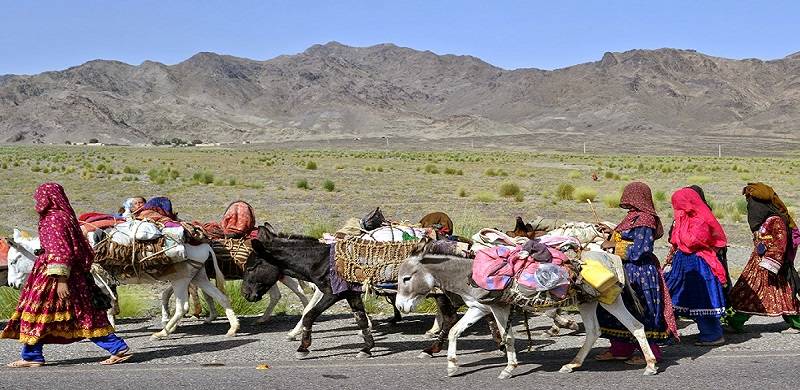Kochi Nomads, Like Other War-Weary Afghans, Await Peace In Afghanistan