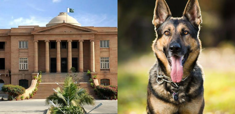 Court Says Will Suspend MPAs If Dog Bites Incidents Take Place In Their Areas
