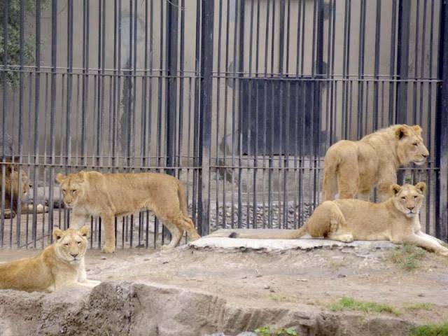 Petition Against Punjab Wildlife Act For Violating Natural Right Of Wild Animals