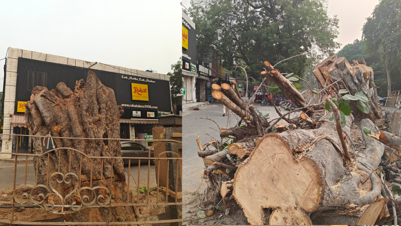 150-Year-Old Banyan Tree Felled In Lahore Cantonment, Sparks Public Anger